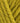 Rowan Baby Cashsoft Worsted - Mustard (10017) - 50g