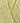 Stylecraft Cotton Twist DK - Buttermilk (1974) - 100g