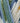 Cygnet Breen DK - Nordfjord (3555) - 100g