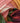 Cygnet Colour Rush Chunky - Rosebud (387) - 100g