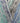 Cygnet Tickly Tots DK - Bubble Bath (7000) - 100g