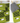 JL-5014 Sheep Blanket and Cushion in DK (Downloadable PDF)