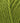Sirdar Loveful Bio Blend DK - Distilled Green (109) - 100g